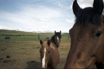 Mustangs sur la réserve indienne Blackfoot.